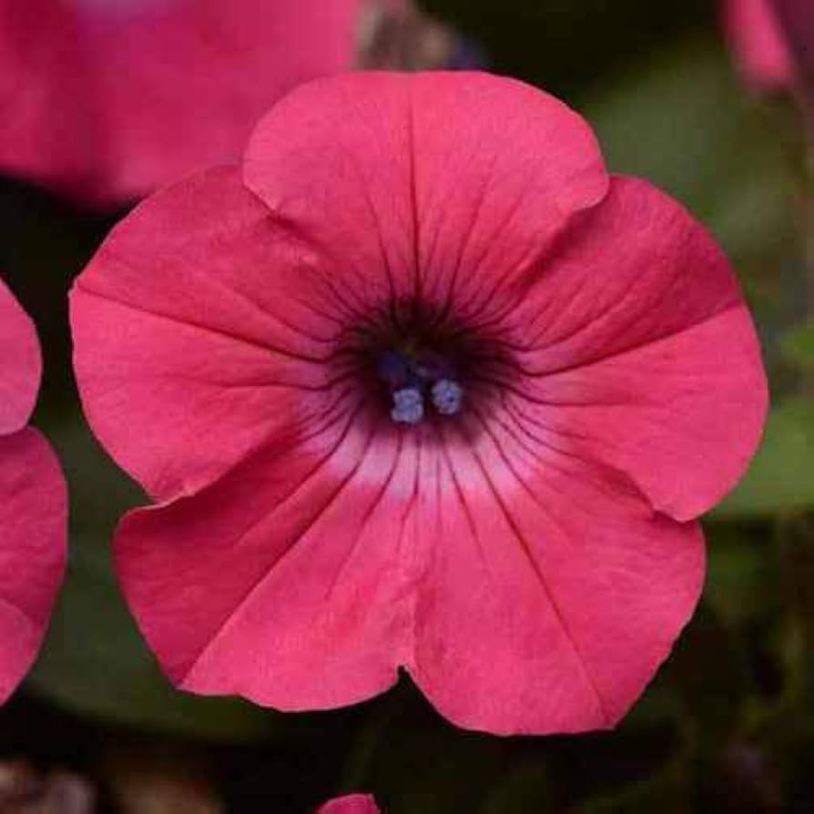 Tritunia Salmon Geäderte Petunia Seeds for Vibrant Garden Displays