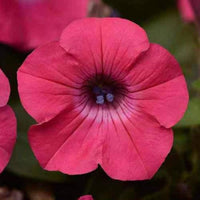 Tritunia Salmon Geäderte Petunia Seeds for Vibrant Garden Displays