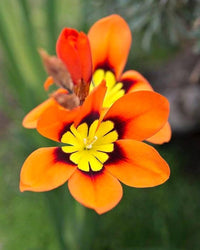 Orange Black Sparaxis Flower seeds for Planting - Cut Flower Favorite, Heirloom & GMO Free Seeds for Home Garden