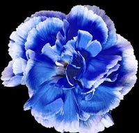 Dark Blue Carnation Flower seeds for Planting Fragrant Blossoms Heirloom & GMO Free Seeds for Home Garden