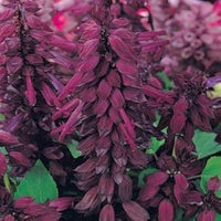 Salvia Salsa Lila Seeds – Bi-Color Drought-Tolerant Sage Perennial Flowers