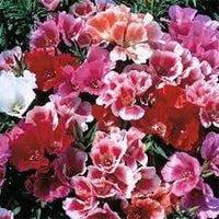 Godetia Flower seeds for Planting - Sun Loving, Heirloom & GMO Free Seeds for Home Garden
 
 Sale seeds for planting in home garden