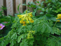 Corydalis Lutea Seeds for Planting Corydalis Lutea rock garden flower border