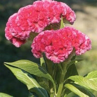 Celosia Century Rose Seeds for Planting Flower Beds and Summer Borders