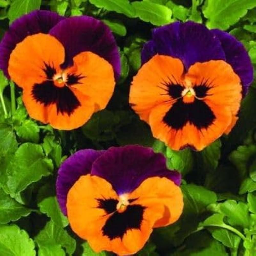 Orange Violet Pansy Flower seeds for Planting - Compact Growth, Heirloom & GMO Free Seeds for Home Garden