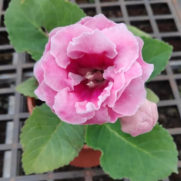 Soft Pink Brazilian Gloxinia Flower Seeds for Planting Sun Loving Heirloom & GMO Free Seeds for Home Garden
 
 Sale