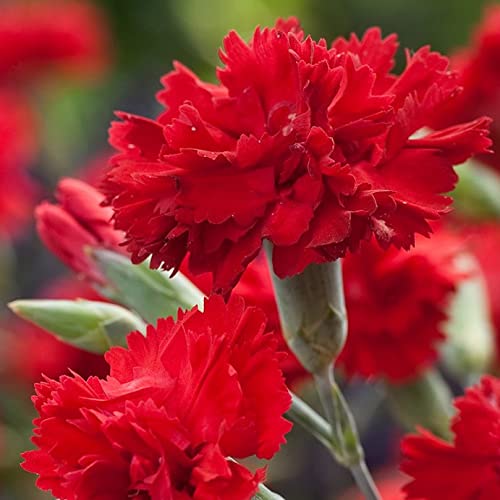 Red Carnations Flower Seeds for Planting Hardy Variety Heirloom & GMO Free Seeds for Home Garden
 
 Sale