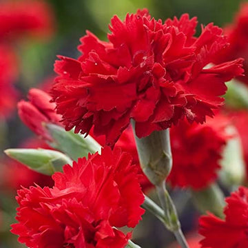 Red Carnations Flower Seeds for Planting Hardy Variety Heirloom & GMO Free Seeds for Home Garden
 
 Sale
