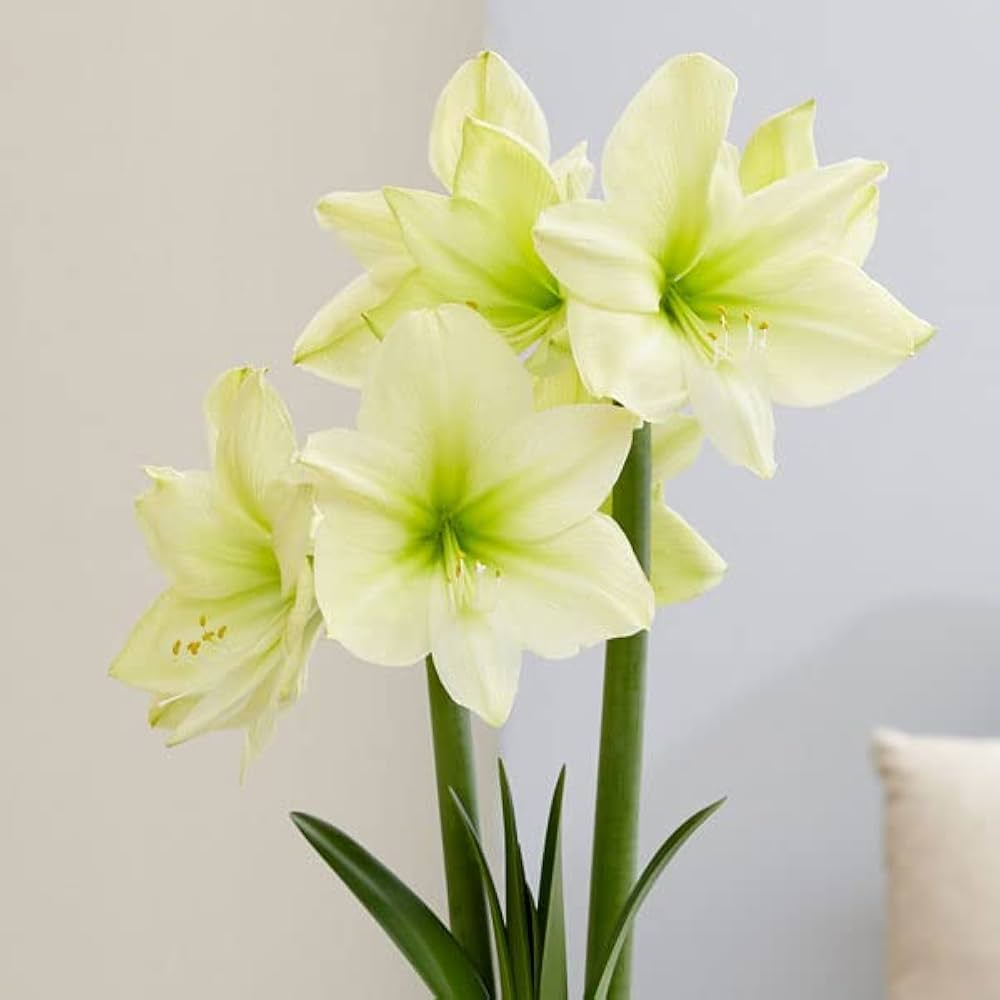 Pale Green Amaryllis Flower seeds for Planting Pollinator Friendly Heirloom & GMO Free Seeds For Home Garden 
 
 Sale