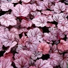Baby (Baby Pink) seeds for planting in home garden