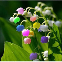 Bell Orchid Mix Seeds for Planting - Vibrant Flower Mix