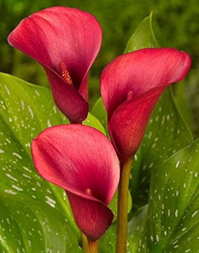 Heirloom Zantedeschia Aethiopica Flower seeds for Planting Fragrant Blossoms Heirloom & GMO Free Seeds for Home Garden