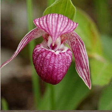 Slipper Orchid Flower seeds for Planting - Sun Loving, Heirloom & GMO Free Seeds for Home Garden
