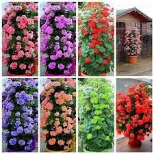 100 Pcs