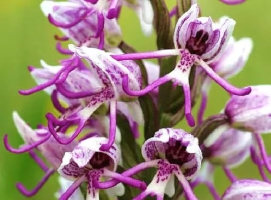Orchid Man Flower Planting Seeds - Enhance Your Garden with Vibrant Orchid Blooms
