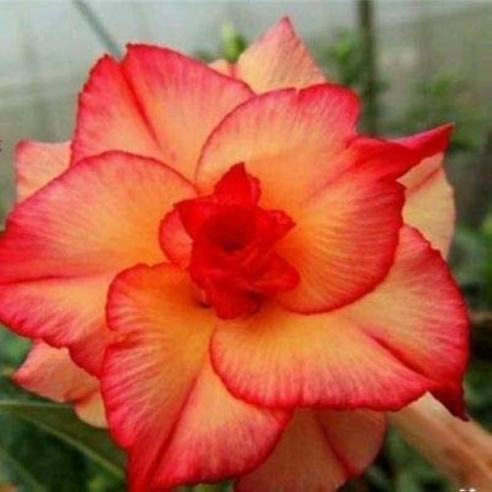 Adenium Obesum Orange Flower seeds for Planting - Seasonal Bloomer, Heirloom & GMO Free Seeds for Home Garden