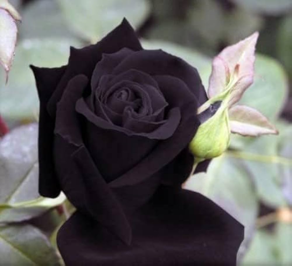 Rare Black Grafted Red Climbing Rose Flower seeds for Planting - Compact Growth, Heirloom & GMO Free Seeds for Home Garden