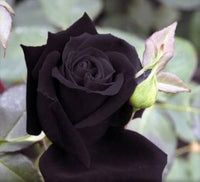 Rare Black Grafted Red Climbing Rose Flower seeds for Planting - Compact Growth, Heirloom & GMO Free Seeds for Home Garden