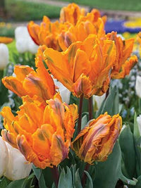 Orange Gray Tulip Flower seeds for Planting Shade Tolerant Heirloom & GMO Free Seeds for Home Garden