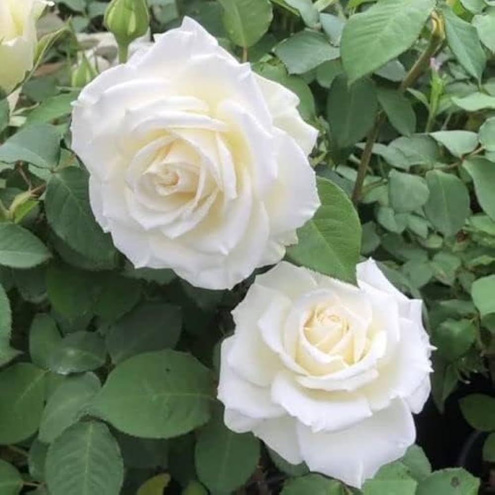 Rarest White Knight Rose Flower Seeds for Planting Premium Quality Ideal for Your Garden Heirloom & GMO Free Seeds for Home Garden 
 
 Sale