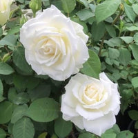 Rarest White Knight Rose Flower Seeds for Planting Premium Quality Ideal for Your Garden Heirloom & GMO Free Seeds for Home Garden 
 
 Sale