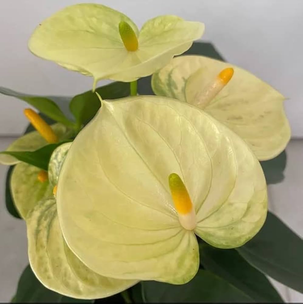Yellow Anthurium Andraeanu Flower seeds for Planting - Vibrant Colors, Heirloom & GMO Free Seeds for Home Garden