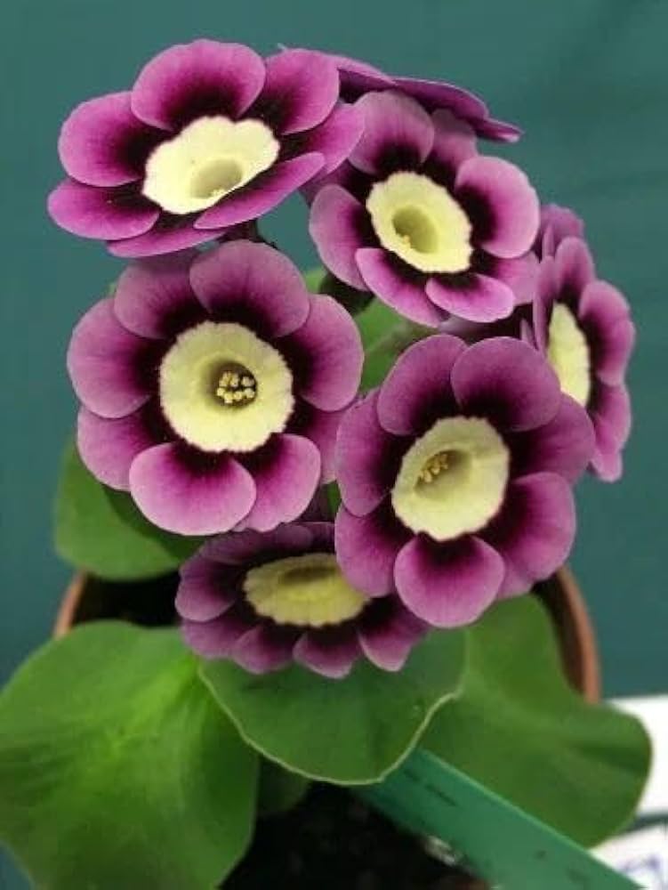 Purple Yellow Primula Malacoides Seeds Flower seeds for Planting Bright Blossoms Heirloom & GMO Free Seeds For Home Garden 
 
 Sale