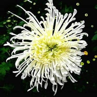 Japan Spider Chrysanthemum Flower seeds for Planting - Garden Favorite, Heirloom & GMO Free Seeds for Home Garden
 
 Sale seeds for home garden