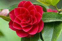 Bunte Camellia Seeds for Ornamental Planting