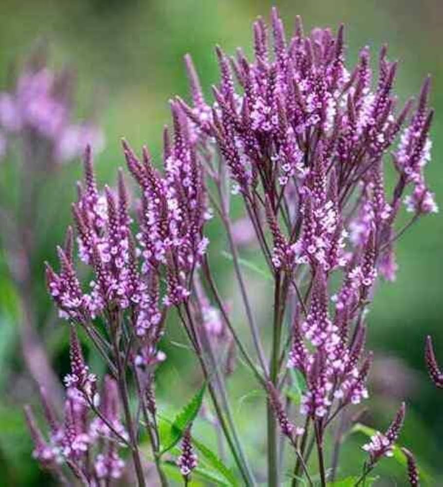 Blue Vervain Flower seeds for Planting Bright Blooms Heirloom & GMO Free Seeds for Home Garden 
 
 Sale