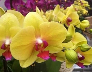 Yellow Butterfly Orchid Flower seeds for Planting - Premium Quality, Heirloom & GMO Free Seeds for Home Garden