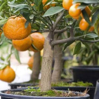 Miniature Orange Tree Seeds for Planting  Grow Your Own Indoor Citrus