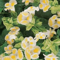 Torenia Semi Kauai Lemon Drop Seeds