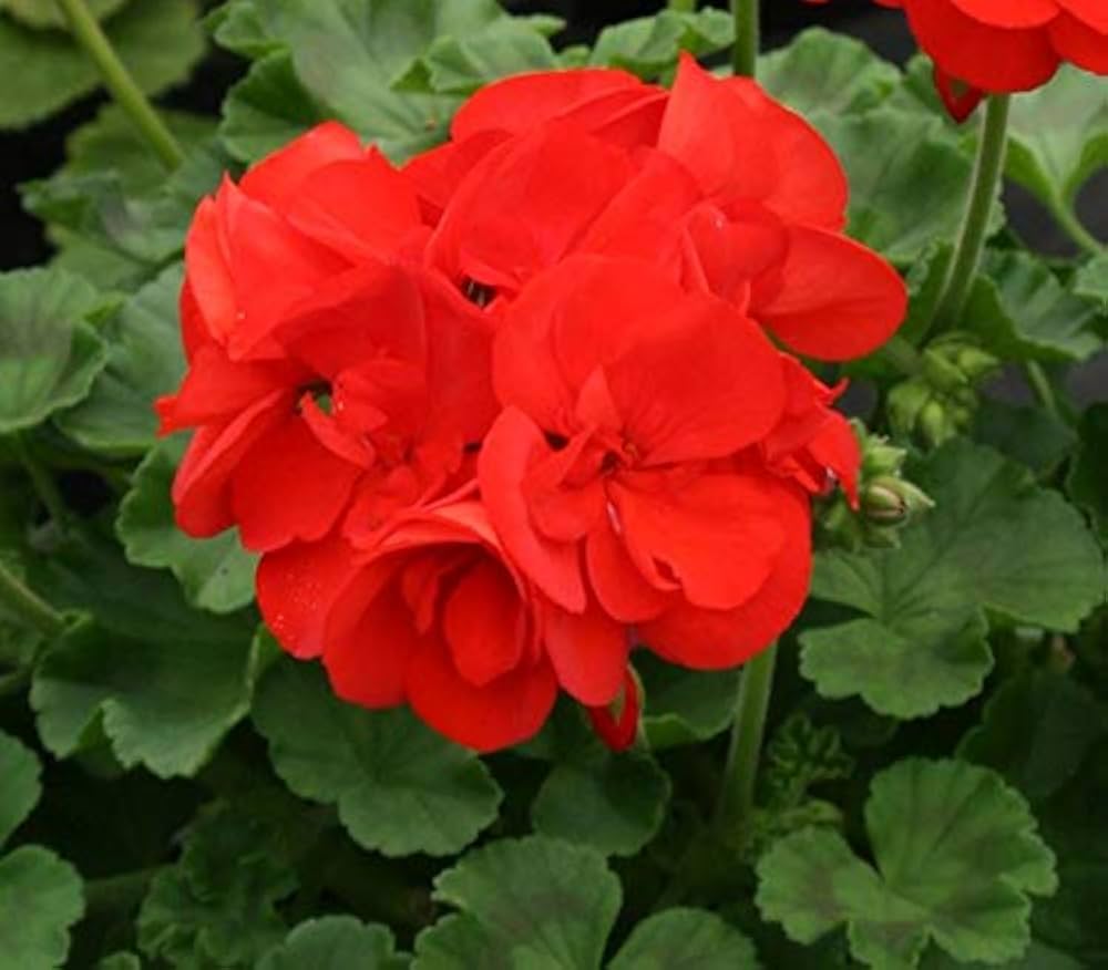 Geranium Flower seeds for Planting - Cottage Garden Essential, Heirloom & GMO Free Seeds for Home Garden