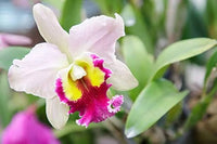White Pink Cattleya Flower Seeds for Planting Perfect for Borders Heirloom & GMO Free Seeds for Home Garden
 
 Sale