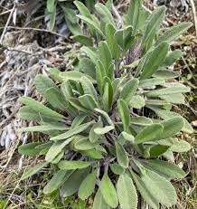 Lamb'sEar Flower seeds for Planting Long Bloom Season Heirloom & GMO Free Seeds for Home Garden 
 
 Sale for planting in home garden