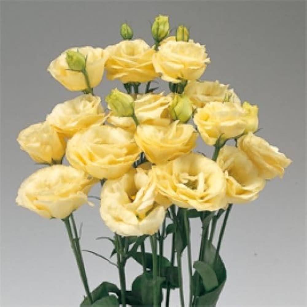 Yellow Lisianthus Seeds for Elegant Yellow Flowers