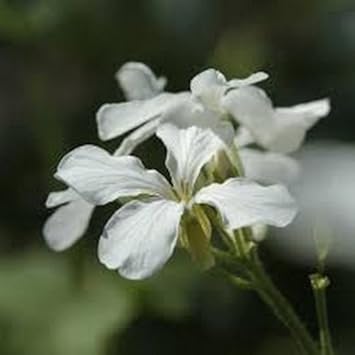 White Lunaria Biennis Flower seeds for Planting - Shade Tolerant, Heirloom & GMO Free Seeds for Home Garden
 
 Sale for planting in home garden