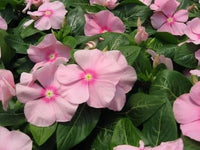 Madagascar Flower seeds for Planting Fragrant Blossoms Heirloom & GMO Free Seeds for Home Garden