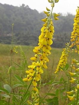 Yellow Smooth Rattlebox Flower seeds for Planting - Hardy Variety, Heirloom & GMO Free Seeds for Home Garden
Sale seeds for home garden