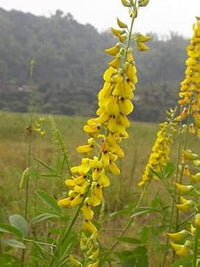 Yellow Smooth Rattlebox Flower seeds for Planting - Hardy Variety, Heirloom & GMO Free Seeds for Home Garden
 
 Sale seeds for home garden