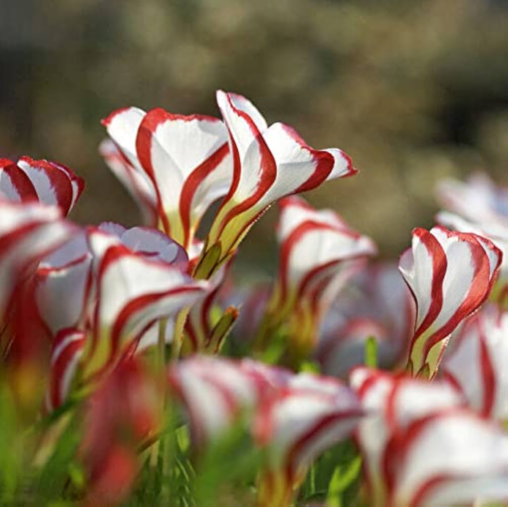 Red White Candy Cane Flower Seeds for Planting  Vibrant Annual Blooms