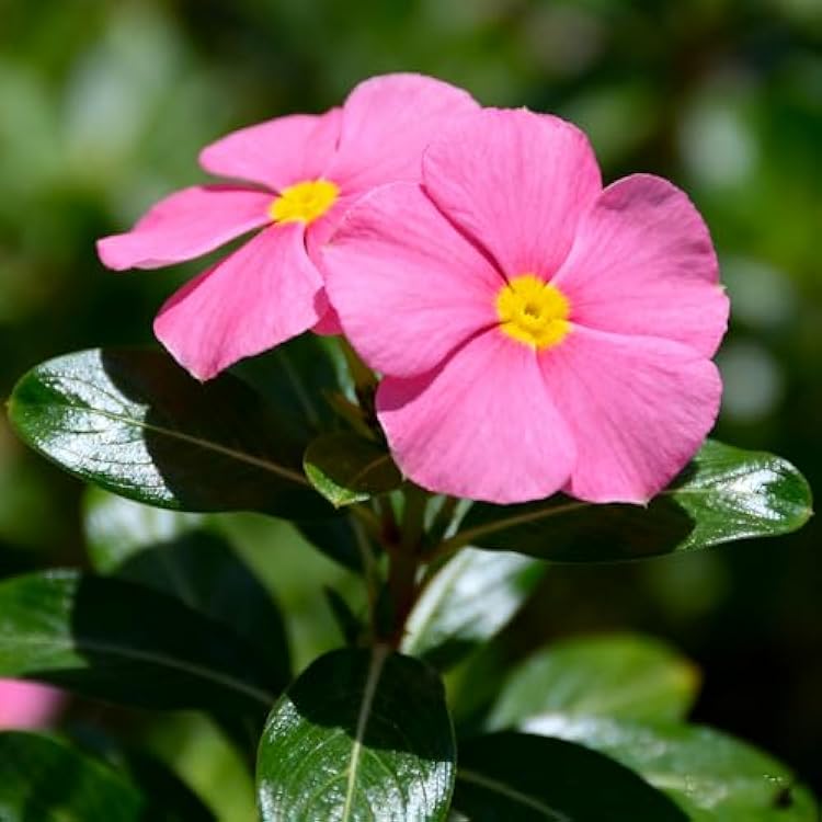 Heirloom Catharanthus Flower seeds for Planting Seasonal Bloomer Heirloom & GMO Free Seeds for Home Garden
