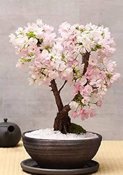 Light Pink Simsii Bonsai Flower Seeds for Planting Hardy Variety Heirloom & GMO Free Seeds for Home Garden  Sale
