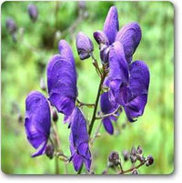 Blue Monkshood Flower seeds for Planting - Colorful Display, Heirloom & GMO Free Seeds for Home Garden
 
 Sale
