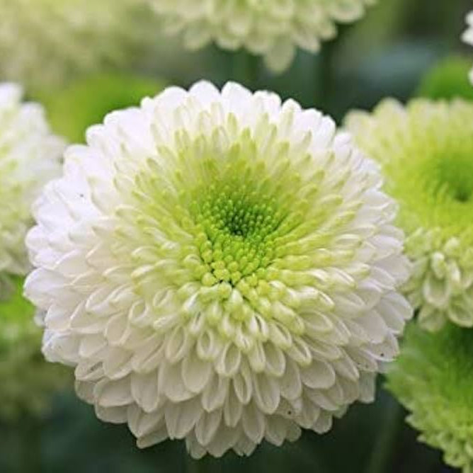 Green and White Chrysanthemum Flower Seeds for Planting