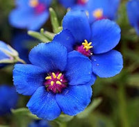 Blue Pimpernel Flower seeds for Planting - Cut Flower Favorite, Heirloom & GMO Free Seeds for Home Garden