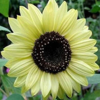 Vanilla Ice Sunflower Long-Lasting Annual Seeds for Stunning Sunflowers in Your Garden