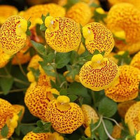 Red Yellow Calceolaria Flower seeds for Planting - Drought Tolerant, Heirloom & GMO Free Seeds for Home Garden
 
 Sale for planting in home garden