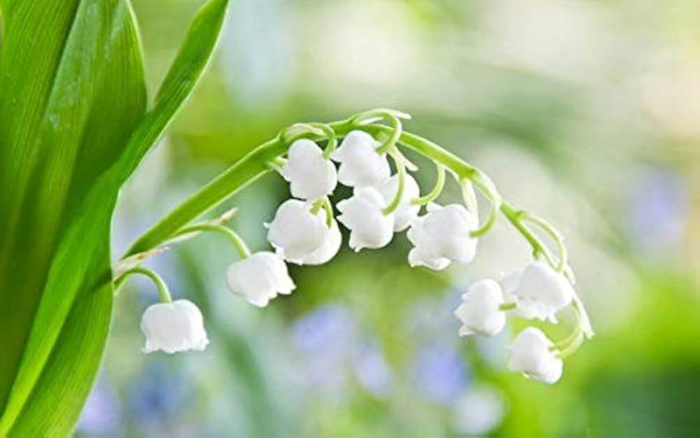 Giglio dei Semi Flower Valley Bell Orchid Seeds